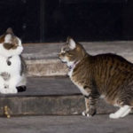 Министерство иностранных дел Великобритании отказало знаменитым в стране коту Ларри и кошке Фрейе в свободном посещении своего офиса.