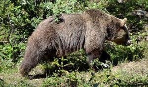 В Швейцарии убит последний медведь.
