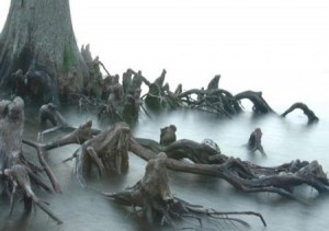 Страшное дерево с корнями, похожими на людей, пленённых нечистой силой