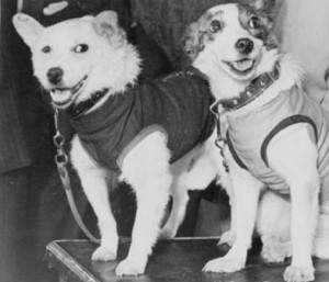 Собаки-космонавты и первый полёт человека в Космос. 
