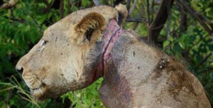 В Танзании обреченного на смерть молодого льва три года выхаживали его сородичи.