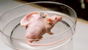 Китайские учёные вырастили человеческое ухо на спине мыши! 