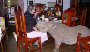 В Зимбабве пенсионерка воспитала домашнего носорога