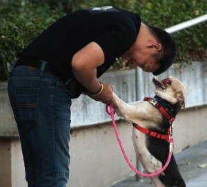 Героическая собака вернулась на родину после лечения в Америке. 