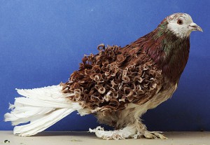 В городе Аделаида (Австралия) состоялась большая голубиная выставка, поразившая всех многообразием пород голубей.
