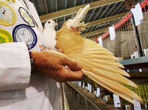 В городе Аделаида (Австралия) состоялась большая голубиная выставка, поразившая всех многообразием пород голубей.