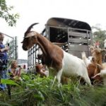 Экологические козы нашли работу на кладбище