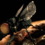 Об опасности укусов экзотическими видами насекомых-паразитов.  Личинки тропической мухи поселились в ухе британки. + Видео