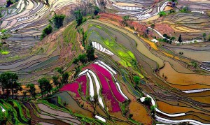 Китайские рисовые поля достойны настоящей кисти художника.