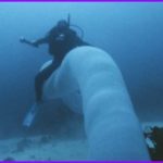 Встреча дайверов с редким обитателем глубин — морским единорогом. + Видео