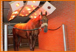Кремлевскую школу верховой езды можно назвать настоящим домом отдыха для лошадей.