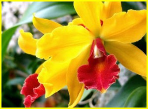 Согласно легендам, орхидеи – это «осколки» радуги.