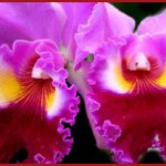 Согласно легендам, орхидеи – это «осколки» радуги. + Красивые фото