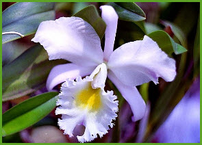 Согласно легендам, орхидеи – это «осколки» радуги.