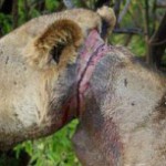 В Танзании обреченного на смерть молодого льва три года выхаживали его сородичи.