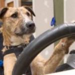 Новозеландские собаки теперь умеют водить автомобиль. Видео