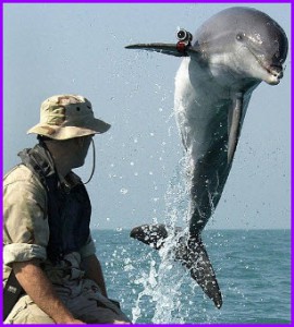 Дельфины и морские львы на военной службе