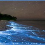Биолюминесценция. Ночное свечение морей и океанов. 