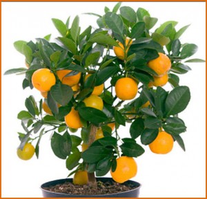 Обязательно вырастите на подоконнике апельсиновое дерево – свежесть воздуха и неописуемая красота в помещении Вам обеспечены!
