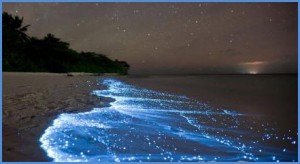 Биолюминесценция. Ночное свечение морей и океанов. 