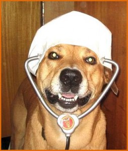 Уникальный нюх собак позволяет диагностировать некоторые разновидности рака.