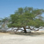 Одиноко стоящее дерево в пустыне Бахрейна – символ вечной жизни