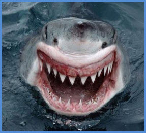 Учеными обнаружено сходство в поведении серийных убийц и акул.