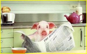 Удивительные способности домашних свиней. Любопытная история о свинье, служившей в полиции. 