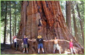 Гигантская секвойя - самое огромное дерево на планете!