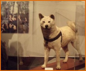 Пёс Хатико – японский символ любви и преданности. Фото