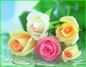 Интересные факты из истории царицы цветов – розы. Красивые фото