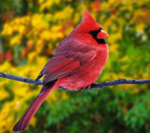 Яркие краски природы. Красивые птицы. Фото.